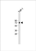 Properdin Antibody in Western Blot (WB)