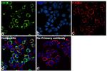 CD1e Antibody in Immunocytochemistry (ICC/IF)