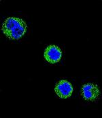 CD1e Antibody in Immunocytochemistry (ICC/IF)