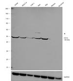 CD1e Antibody