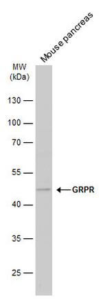 GRPR Antibody in Western Blot (WB)