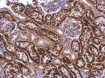 LPAR3 Antibody in Immunohistochemistry (Paraffin) (IHC (P))