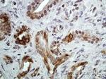 CXCR7 Antibody in Immunohistochemistry (Paraffin) (IHC (P))