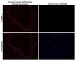 ACVRL1 Antibody in Immunohistochemistry (Paraffin) (IHC (P))