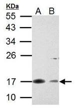 Survivin Antibody in Western Blot (WB)