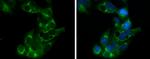 APOE Antibody in Immunocytochemistry (ICC/IF)