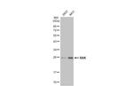 BAK Antibody in Western Blot (WB)