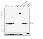 Bcl-2 Antibody in Western Blot (WB)