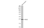 Bcl-2 Antibody in Western Blot (WB)