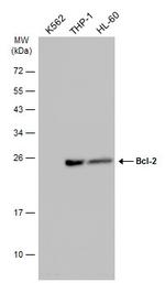 Bcl-2 Antibody in Western Blot (WB)