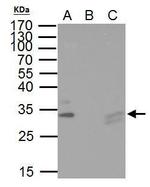 TIP30 Antibody in Immunoprecipitation (IP)