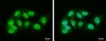 DDB1 Antibody in Immunocytochemistry (ICC/IF)