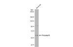 FZD9 Antibody in Western Blot (WB)