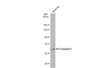 FZD9 Antibody in Western Blot (WB)