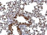 BCL7A Antibody in Immunohistochemistry (Paraffin) (IHC (P))