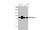 Cortactin Antibody in Western Blot (WB)