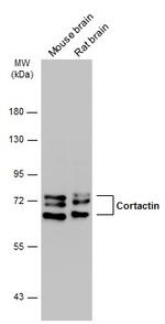 Cortactin Antibody in Western Blot (WB)