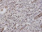 EAR2 Antibody in Immunohistochemistry (Paraffin) (IHC (P))