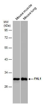 FHL1 Antibody in Western Blot (WB)