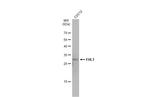 FHL1 Antibody in Western Blot (WB)