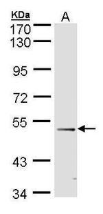 FOXD1 Antibody in Western Blot (WB)