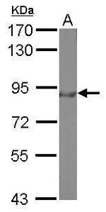 FOXO3A Antibody in Western Blot (WB)