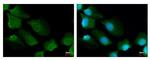 14-3-3 sigma Antibody in Immunocytochemistry (ICC/IF)