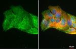 GPX2 Antibody in Immunocytochemistry (ICC/IF)