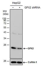 GPX2 Antibody