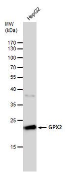 GPX2 Antibody in Western Blot (WB)