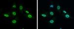 GRB2 Antibody in Immunocytochemistry (ICC/IF)