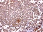 CD235a Antibody in Immunohistochemistry (Paraffin) (IHC (P))