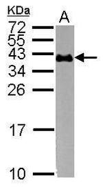 CD235a Antibody in Western Blot (WB)