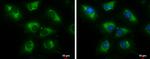 ERAB Antibody in Immunocytochemistry (ICC/IF)