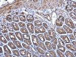 ERAB Antibody in Immunohistochemistry (Paraffin) (IHC (P))