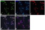 HCLS1 Antibody in Immunocytochemistry (ICC/IF)