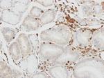 HCLS1 Antibody in Immunohistochemistry (Paraffin) (IHC (P))