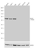 HCLS1 Antibody in Western Blot (WB)