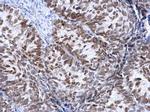 FOXA1 Antibody in Immunohistochemistry (Paraffin) (IHC (P))