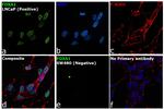 FOXA1 Antibody