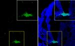 FOXA2 Antibody in Immunohistochemistry (Frozen) (IHC (F))