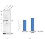 FOXA2 Antibody in Western Blot (WB)