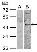 VPAC2 Antibody in Western Blot (WB)