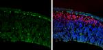 IGFBP3 Antibody in Immunohistochemistry (Frozen) (IHC (F))