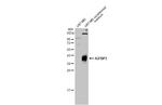 IGFBP3 Antibody in Western Blot (WB)