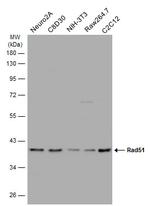 RAD51 Antibody in Western Blot (WB)