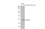 RAD51 Antibody in Western Blot (WB)