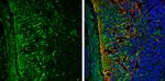 ABAT Antibody in Immunohistochemistry (Frozen) (IHC (F))