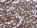 ACADM Antibody in Immunohistochemistry (Paraffin) (IHC (P))