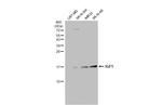 IGF1 Antibody in Western Blot (WB)